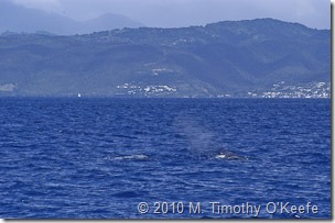dominica whales-10