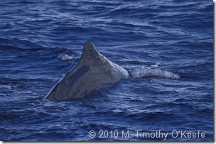 dominica whales-11
