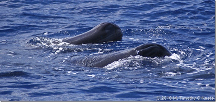 dominica whales-2