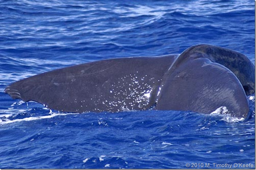 dominica whales-3