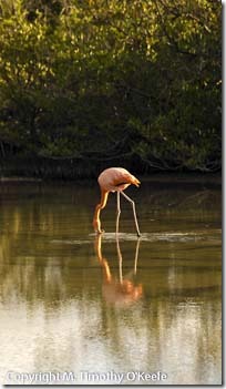 Bachas flamingo-1 blog