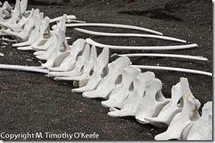 whale skeleton Fernandina-1