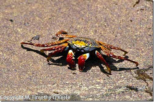 Galapagos San Cristobal Punta Pitt sally lightfoot crab-1