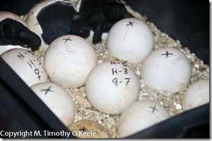 Galapagos Santa Cruz Darwin Research Station torotise eggs incubating-1