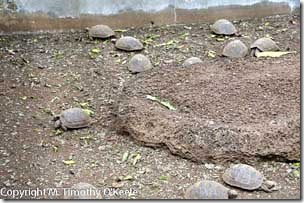 Galapagos Santa Cruz Darwin Research Station tortoise breeding pen-1