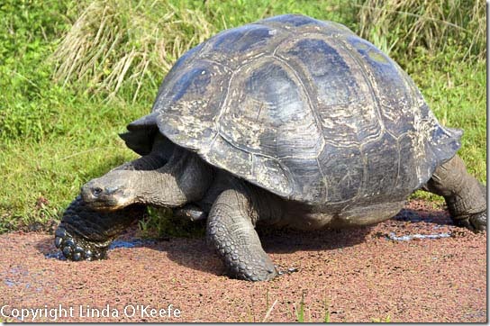 Galapagos Giant Tortoise Lindblad National Geographic Endeavour