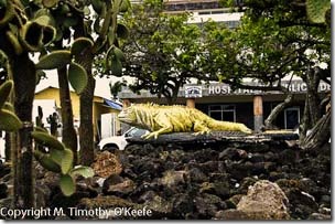 Santa Cruz iguana statue-1blog