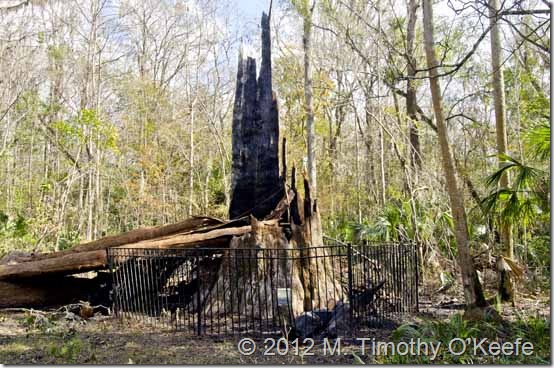 The SenatorCypress Tree Burned to the ground