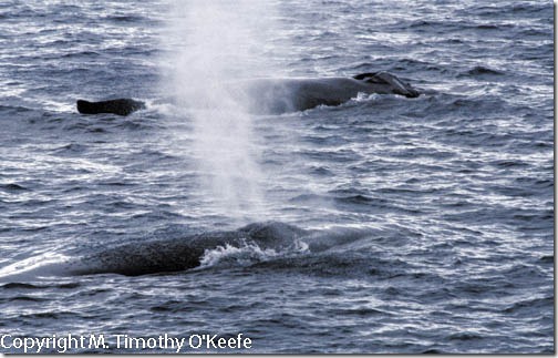 Humpback whale pod exhale spray Samana Peninsula Dominican Republic
