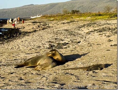 puerto egas beach walk sea lions marine iguana-1
