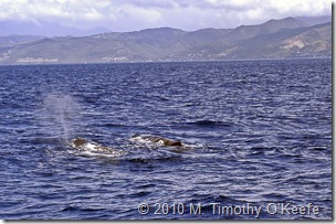 dominica whales-4
