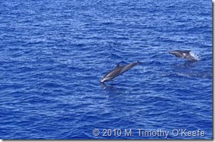 dominica whales-6