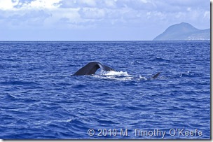 dominica whales-9