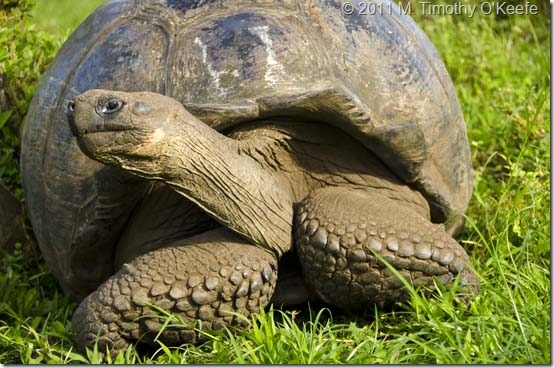 Galapagos Tortoise-1 blog