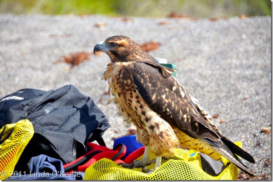 Galapagos Hawk