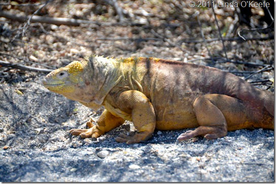 Galapagos Land Iguana Lindblad National Geographic Endeavour