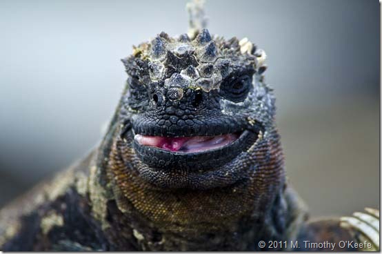 Marine Iguana-1 blog