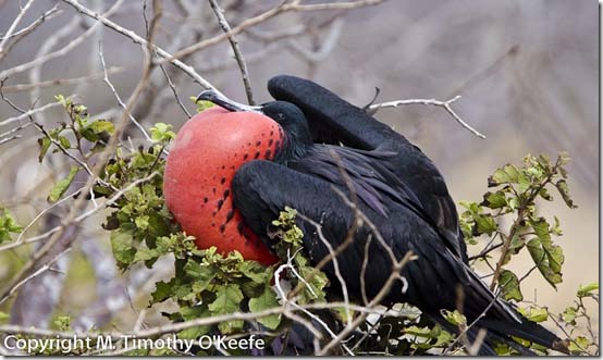 N Seymour Magnificent Frigatebird-1