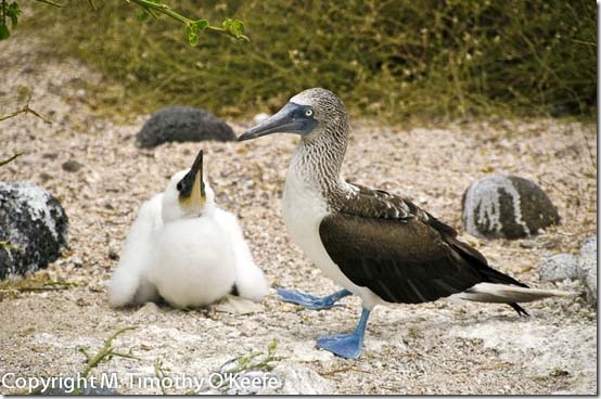 N Seymour blue footed boobie -2