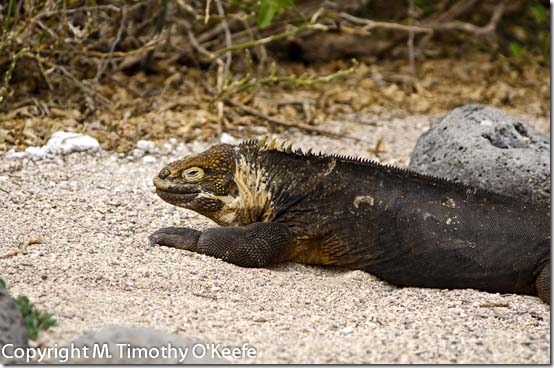 N Seymour land iguana-2