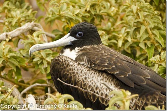 N Seymourfemale magnificent frigatebird-2