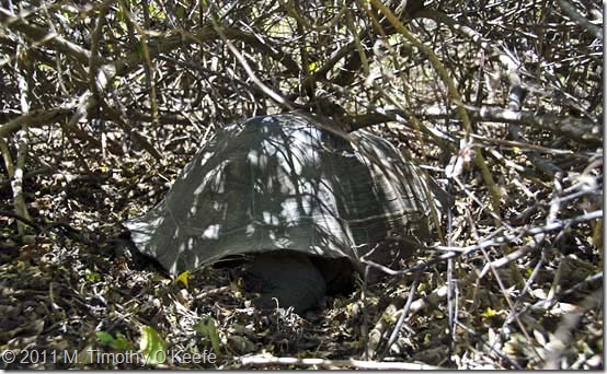 Urbina giant tortoise