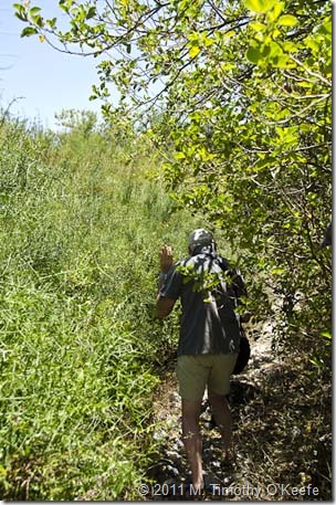Urbina overgrown trail-1