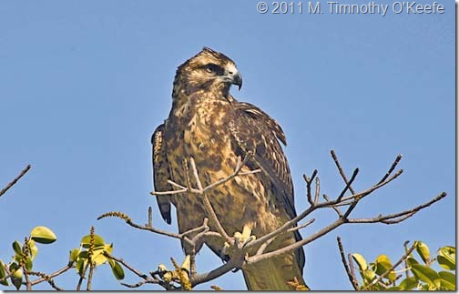 galapagos_hawk_tree (1 of 1)