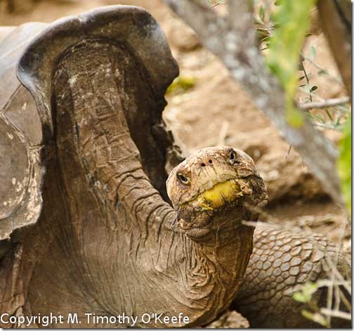 Diego Galapagos tortoise Darwin Research Station