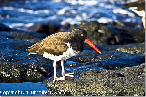 Galapagos Islands SantiagoPuerto Egas American oyster catcher-1