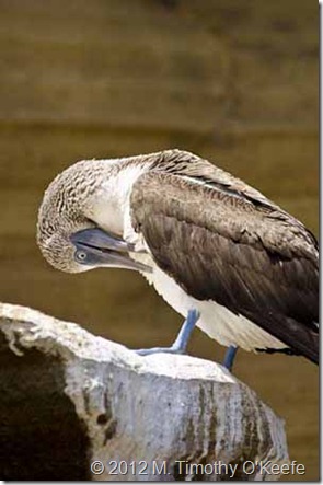 Galapagos San Cristobal Punta Pitt blue-footed booby-3