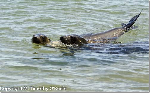 Galapagos San Cristobal frolicking sea lion pups-1