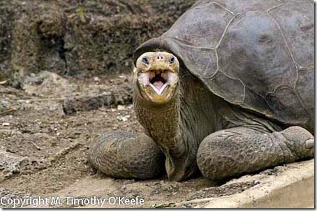 Lonesome George Galapagos tortoise Darwin Research Station Santa Cruz Island