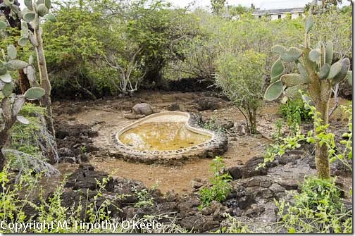 Lonesome George pen Galapagos Darwin Research Station santa cruz