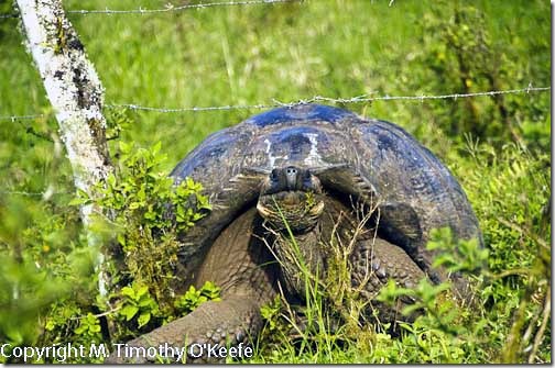 Santa Cruz Highlands Tortoise Fence-2