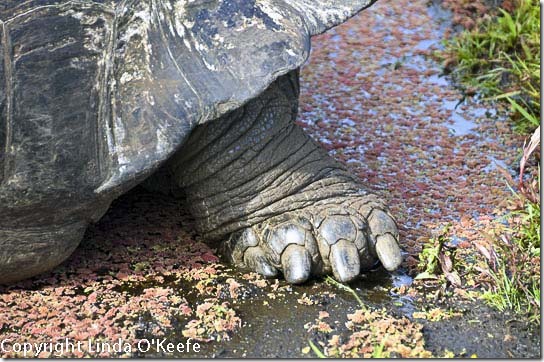 Galapagos Giant Tortoise Lindblad National Geographic Endeavour