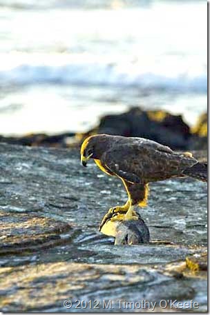 galapagos santiago puerto egas galapagos hawk-1