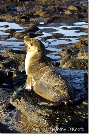 galapagos santiago puerto egas seal pup-1