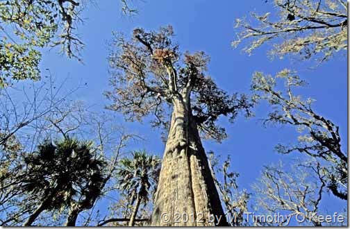 Florida The Senator Largest Cypress in USA 