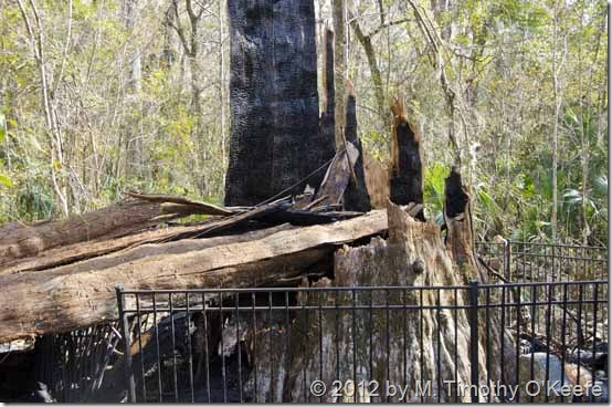 The_Senator_Cypress_Tree_Burned_-3_BLOG