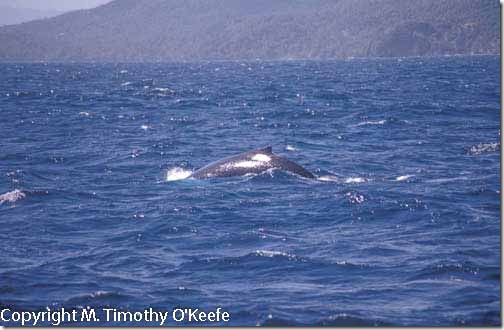 Samana Whale Watching-1