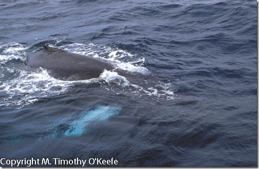Humpback whale Samana Peninsula Dominican Republic