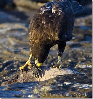 Puerto Egas Galapagos hawk feeds on marine iguana -1