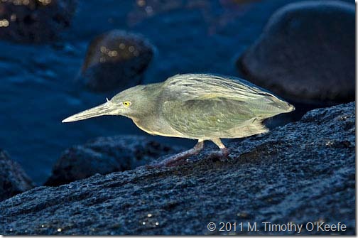 puerto egas Lava Gull-1