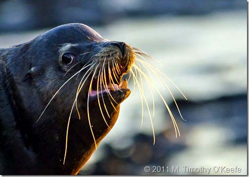 puerto egas Male fur seal profile teeth 2-1
