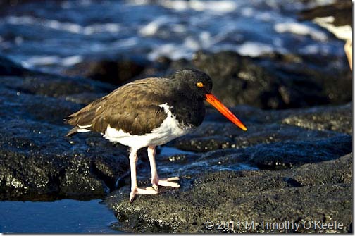 puerto egas american oyster catcher-1