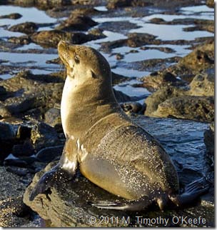 puerto egas fur seal tidal pools-1